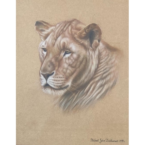 271 - Two late 20th century Michael John Jabbenor pastel drawings of lions - approx. 49cm high x 44cm wide