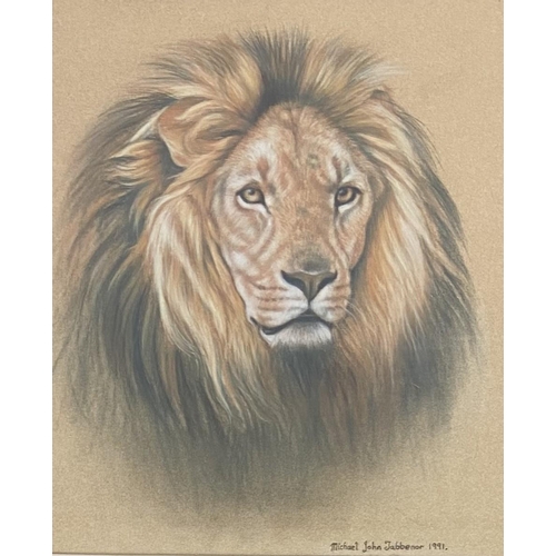 271 - Two late 20th century Michael John Jabbenor pastel drawings of lions - approx. 49cm high x 44cm wide