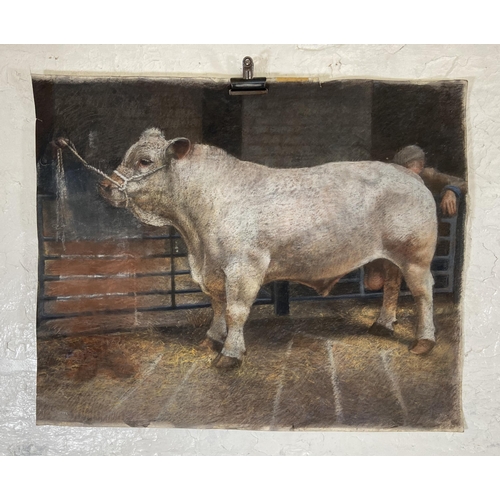 286 - A mid/late 20th century unframed pastel drawing of a bull pencil signed lower left - approx. 68cm hi... 