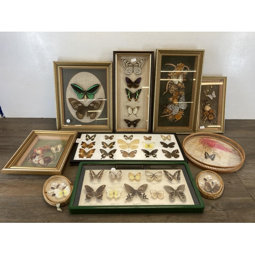 548 - Ten framed taxidermy butterfly specimen displays - largest approx. 53cm wide x 25.5cm high