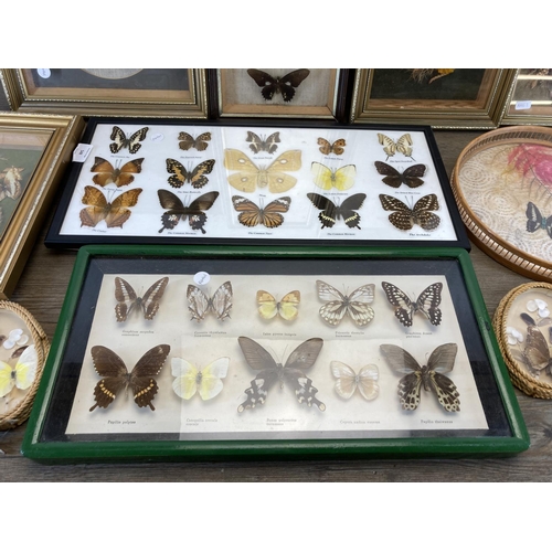 548 - Ten framed taxidermy butterfly specimen displays - largest approx. 53cm wide x 25.5cm high