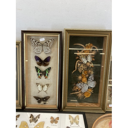 548 - Ten framed taxidermy butterfly specimen displays - largest approx. 53cm wide x 25.5cm high