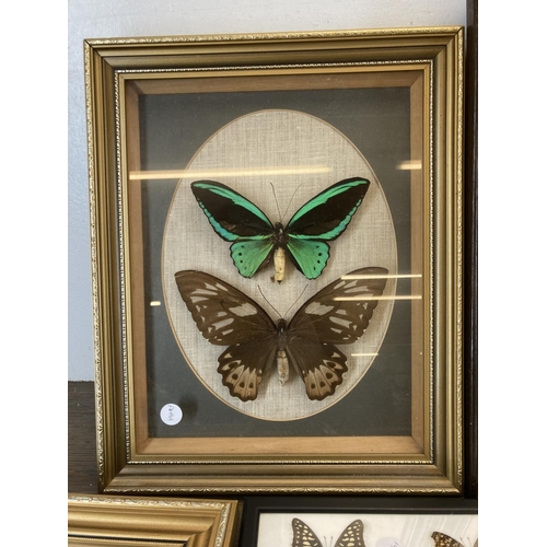 548 - Ten framed taxidermy butterfly specimen displays - largest approx. 53cm wide x 25.5cm high