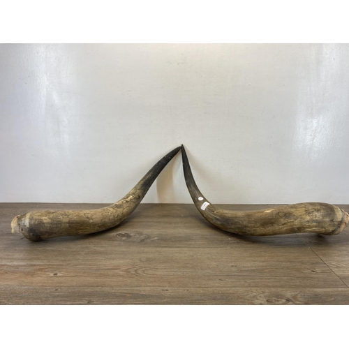 1444 - A pair of 19th century taxidermy highland cattle horns - approx. 67cm long