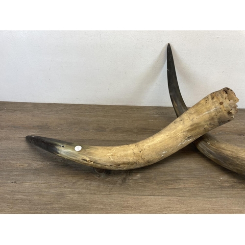 1444 - A pair of 19th century taxidermy highland cattle horns - approx. 67cm long