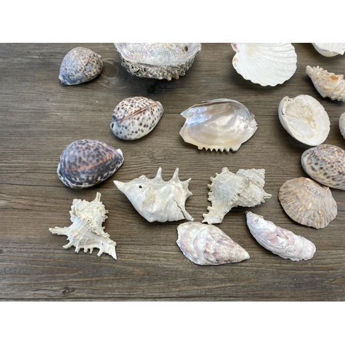 1447 - A collection of seashells together with an amethyst cluster