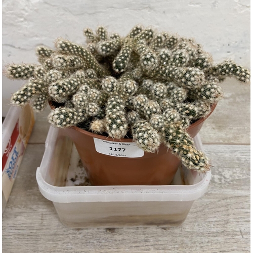 1177 - Four potted cacti