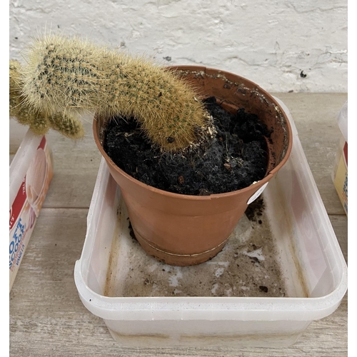 1177 - Four potted cacti