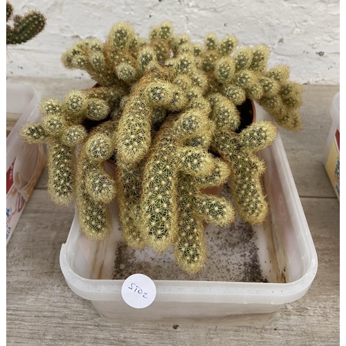 1177 - Four potted cacti