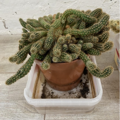 1177 - Four potted cacti