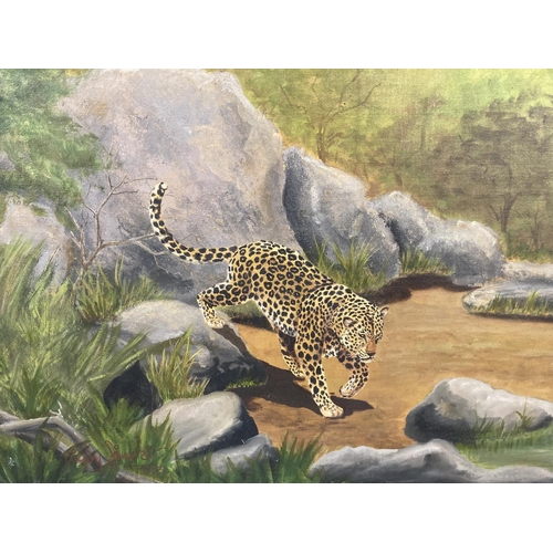 1234 - A mid 20th century framed Digby Sinclair oil on board of a leopard signed and dated 1973 to lower le... 