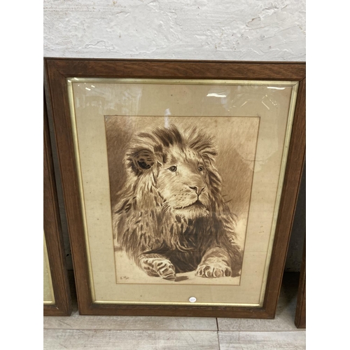 1243 - Three late 19th century oak framed Ethel Hodgson monochrome watercolours of animals - largest approx... 