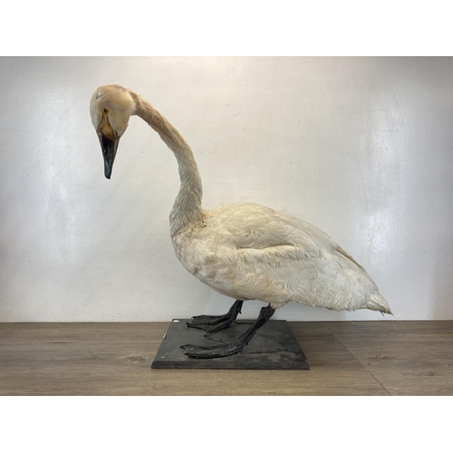 83 - A taxidermy study of a swan on wooden plinth base - approx. 73cm high x 86cm long