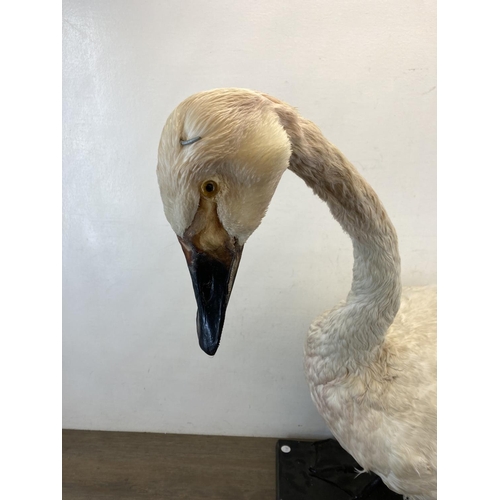 83 - A taxidermy study of a swan on wooden plinth base - approx. 73cm high x 86cm long
