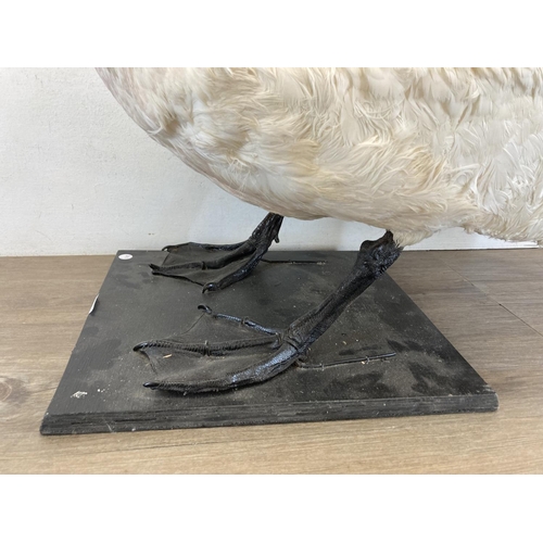 83 - A taxidermy study of a swan on wooden plinth base - approx. 73cm high x 86cm long