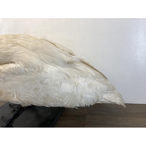 83 - A taxidermy study of a swan on wooden plinth base - approx. 73cm high x 86cm long