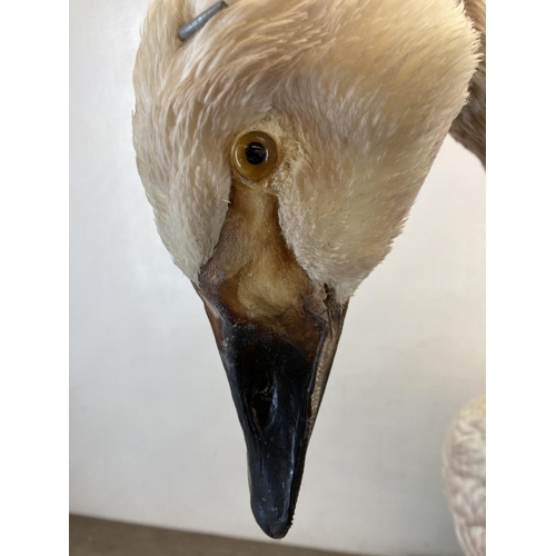 83 - A taxidermy study of a swan on wooden plinth base - approx. 73cm high x 86cm long