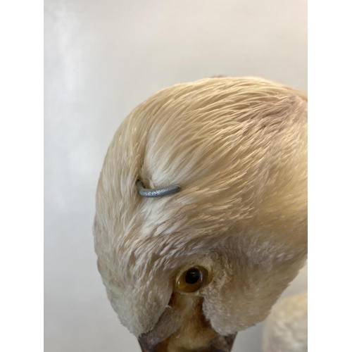 83 - A taxidermy study of a swan on wooden plinth base - approx. 73cm high x 86cm long