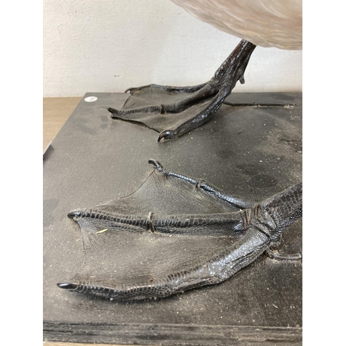 83 - A taxidermy study of a swan on wooden plinth base - approx. 73cm high x 86cm long