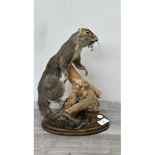 202 - A taxidermy mount of a squirrel on wooden branch and oak plinth - approx. 31cm high