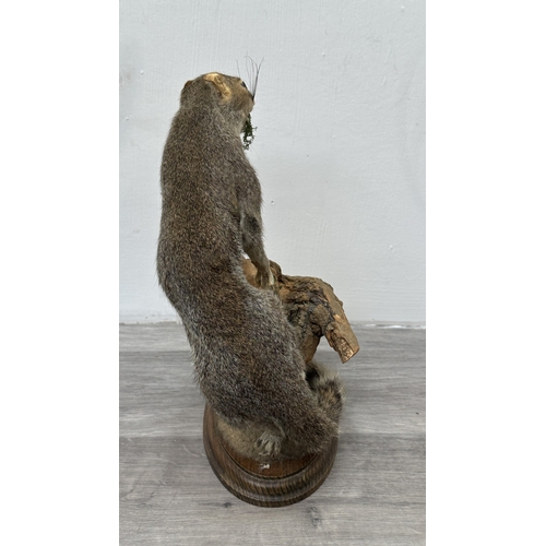 202 - A taxidermy mount of a squirrel on wooden branch and oak plinth - approx. 31cm high