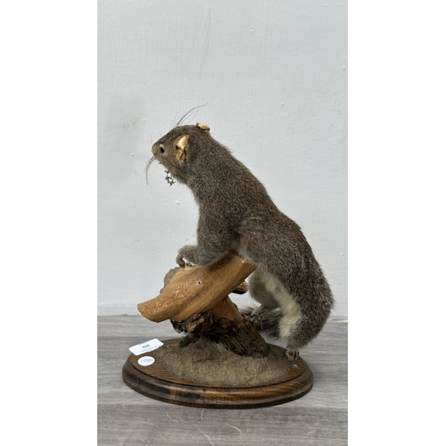 202 - A taxidermy mount of a squirrel on wooden branch and oak plinth - approx. 31cm high