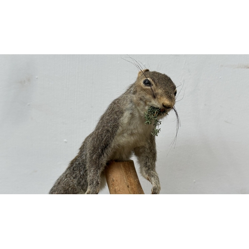 202 - A taxidermy mount of a squirrel on wooden branch and oak plinth - approx. 31cm high