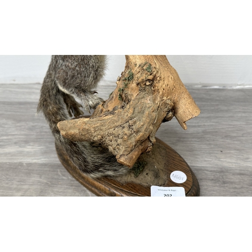 202 - A taxidermy mount of a squirrel on wooden branch and oak plinth - approx. 31cm high