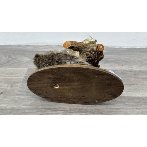 202 - A taxidermy mount of a squirrel on wooden branch and oak plinth - approx. 31cm high