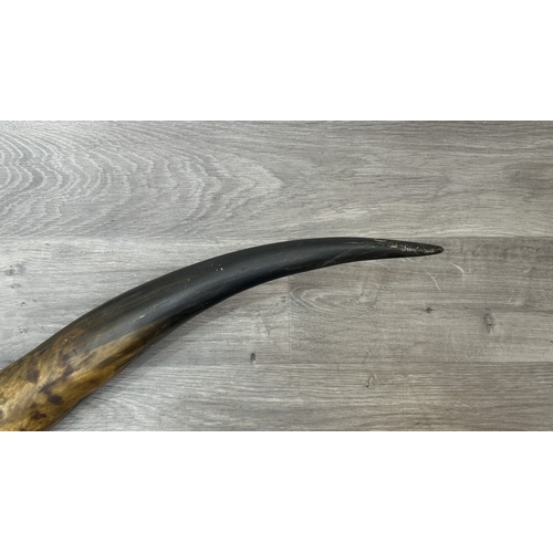 252A - A pair of taxidermy bull horns - approx. 158cm wide