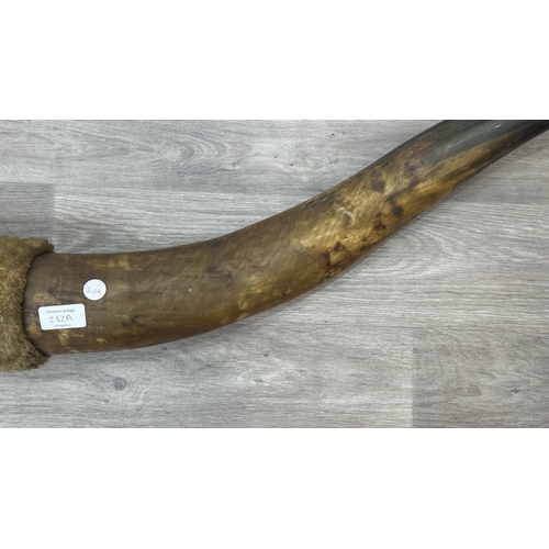 252A - A pair of taxidermy bull horns - approx. 158cm wide
