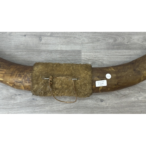 252A - A pair of taxidermy bull horns - approx. 158cm wide