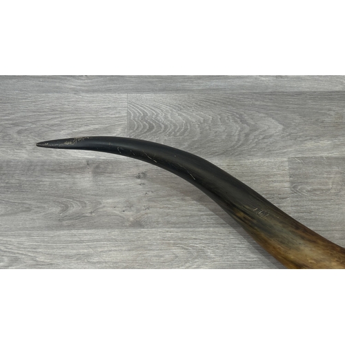 252A - A pair of taxidermy bull horns - approx. 158cm wide