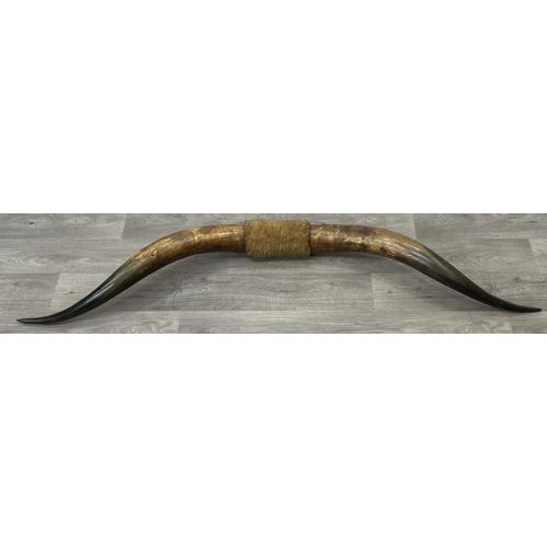 252A - A pair of taxidermy bull horns - approx. 158cm wide