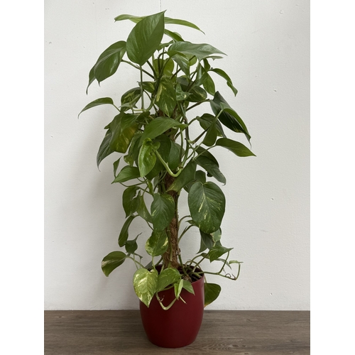 86 - A GoodHome red glazed ceramic planter containing golden pothos indoor plant - approx. 102cm high