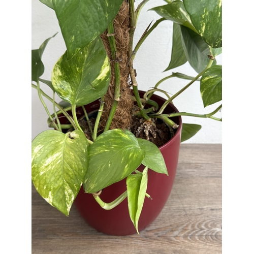 86 - A GoodHome red glazed ceramic planter containing golden pothos indoor plant - approx. 102cm high
