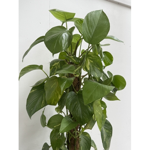 86 - A GoodHome red glazed ceramic planter containing golden pothos indoor plant - approx. 102cm high