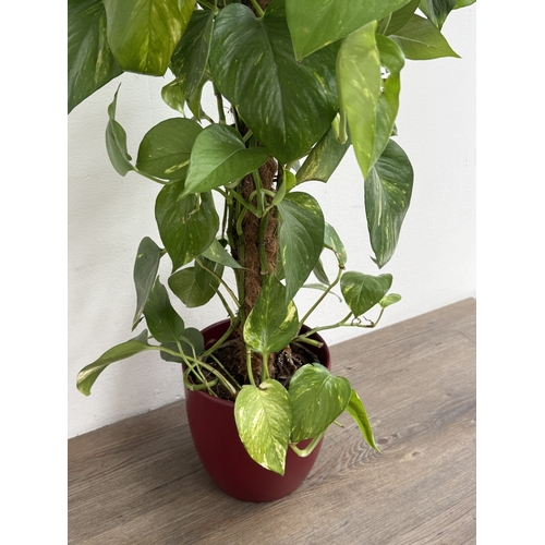 86 - A GoodHome red glazed ceramic planter containing golden pothos indoor plant - approx. 102cm high