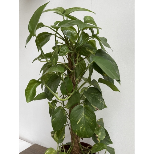 86 - A GoodHome red glazed ceramic planter containing golden pothos indoor plant - approx. 102cm high
