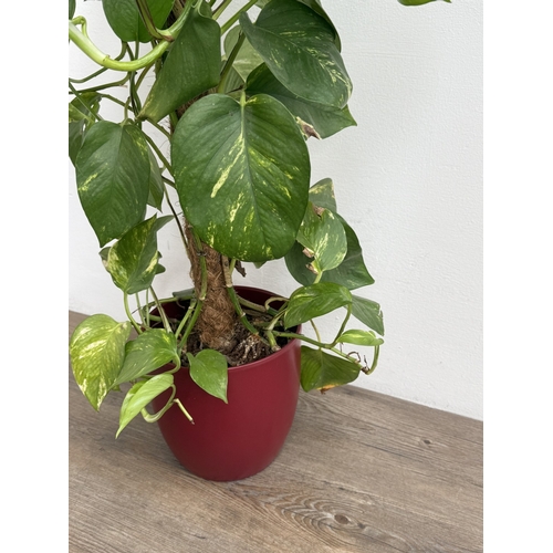 86 - A GoodHome red glazed ceramic planter containing golden pothos indoor plant - approx. 102cm high
