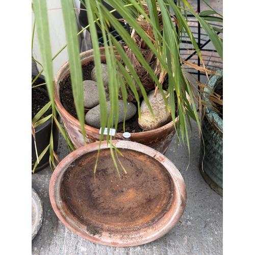 29 - A terracotta planter containing Areca palm houseplant - approx. 140cm high