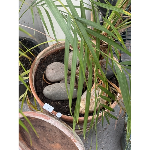 29 - A terracotta planter containing Areca palm houseplant - approx. 140cm high