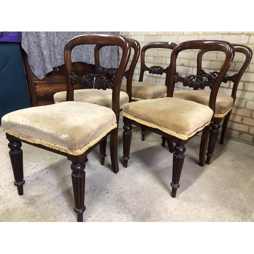 170 - A set of five mahogany balloon back chairs with gold upholstered seats