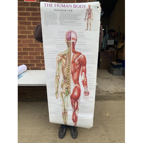 580 - Human body poster and 2 French print posters