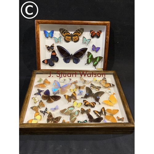 601 - 2 display cases of Tropical butterflies, largest 40 x 30cms