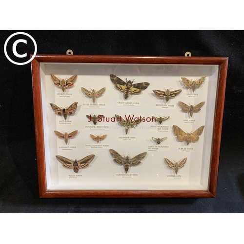 602 - Display case of Hawk moths, 46 x 36cms