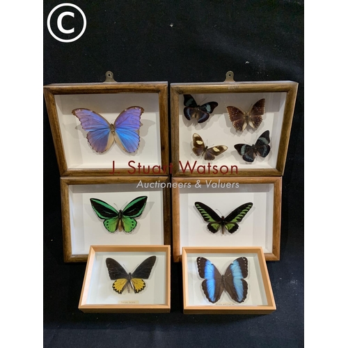 603 - 6 display cases of Tropical butterflies, largest 25 x 20cms