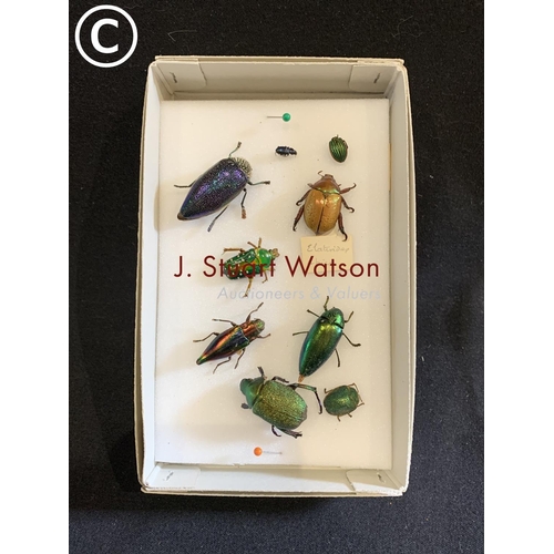 604 - Display of nine Beetles