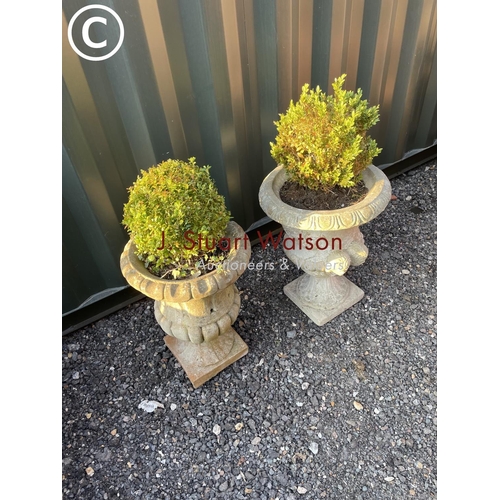 337 - A near pair of concrete urns each planted with ball shaped topiary pot height 60cm