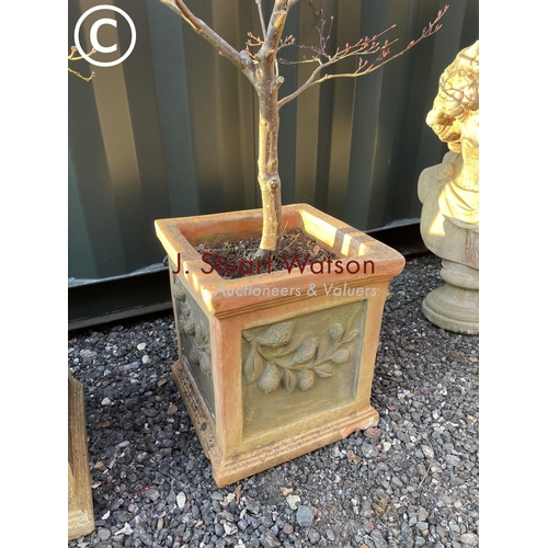 343 - A pair of square form terracotta garden planters both planted with a small tree 37x37x40